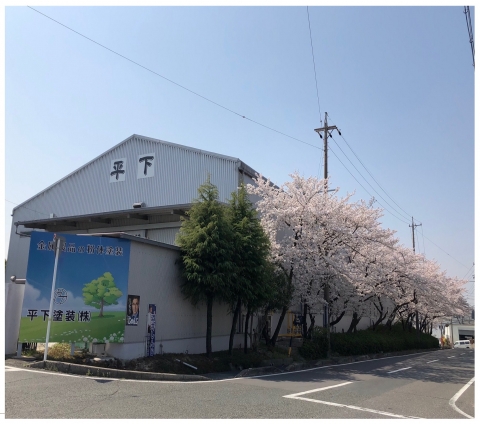 桜